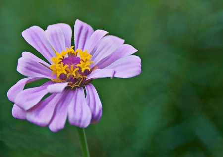 Lavender Zinnia