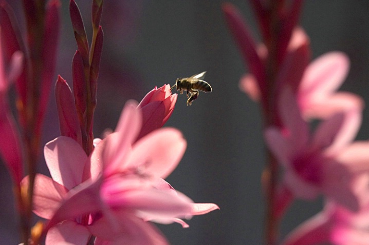 Pink Flowers and Bee - ID: 1235914 © Mary-Ella Bowles