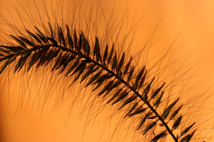 fluffy grassy  seedy poofy thingy