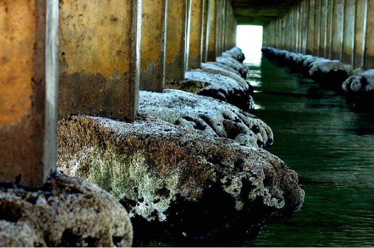 pier gazing