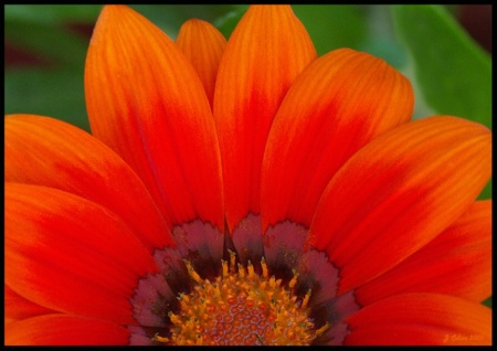 Orange Gazania Sunrise