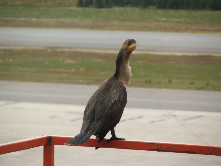 Cormorant Out of Water