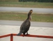 Cormorant Out of ...