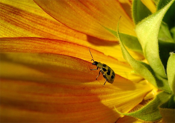 Sunny Bug