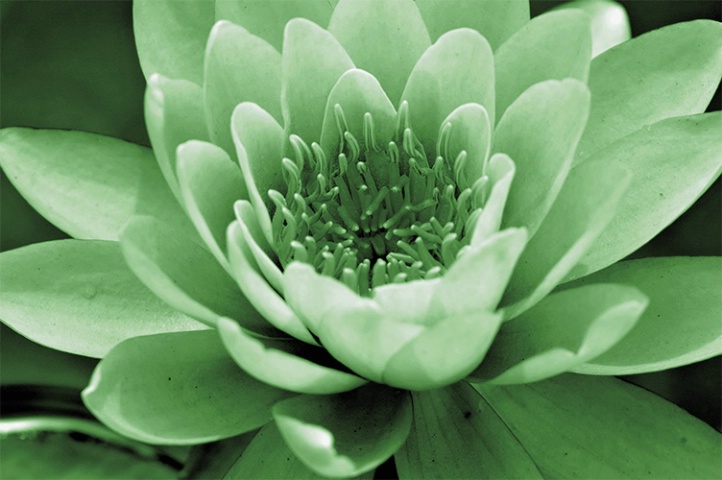 Green  tint  water lily