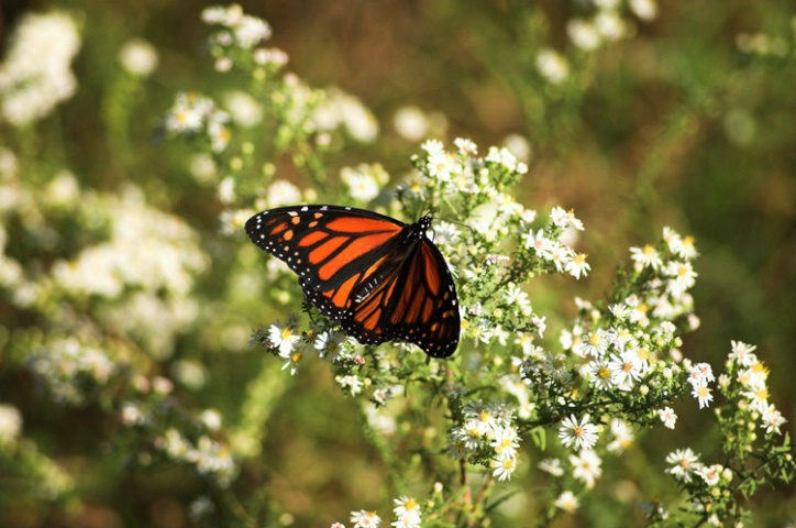 Monarch in the State Park