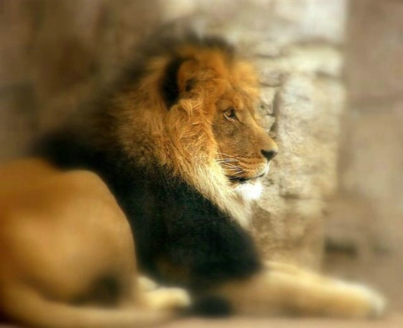 Lion of Judah - ID: 1240481 © Kay McDaniel