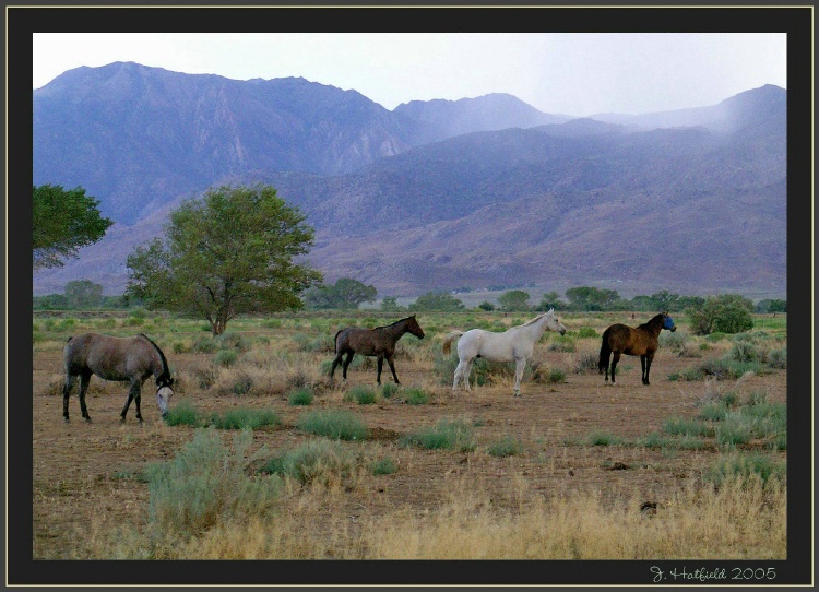 Home on the Range