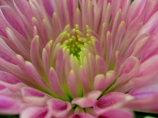 Flower close up.