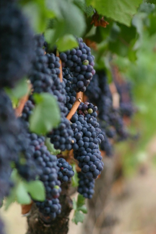 Grapes, Oregon Wine Country