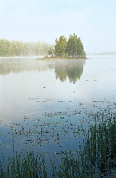 Swedish Misty Morning Reflections