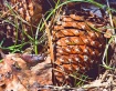 Painted Pinecone