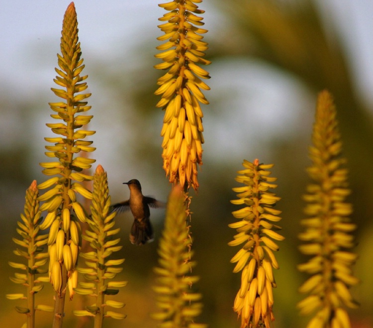 Nevis Hummingbird at Sunset