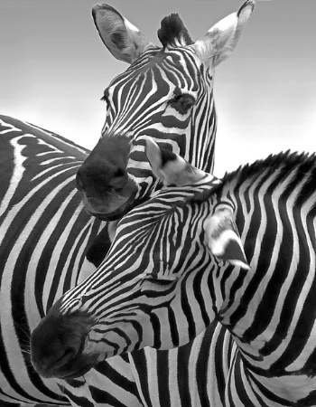 Zebra Buddies