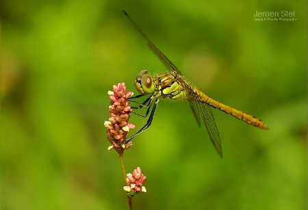 Female Ruby Meadowhawk