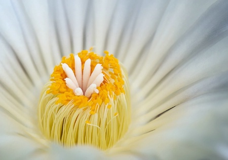 Cactus Flower