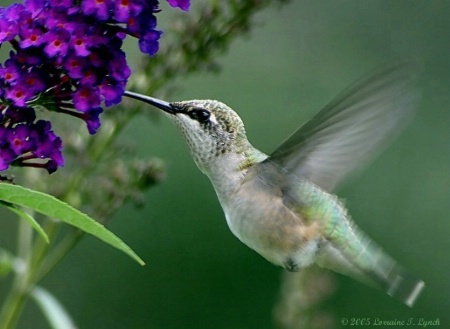 Little Hummer