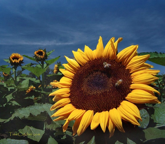 Don't Worry, Bee Happy!