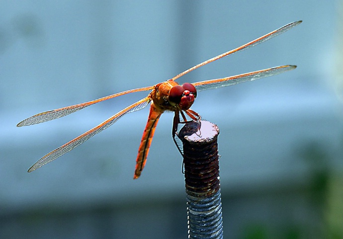 Dragonfly in my yard 