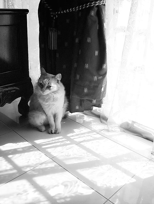 Cat by the Windowsill