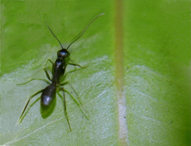 Ant on Leaf