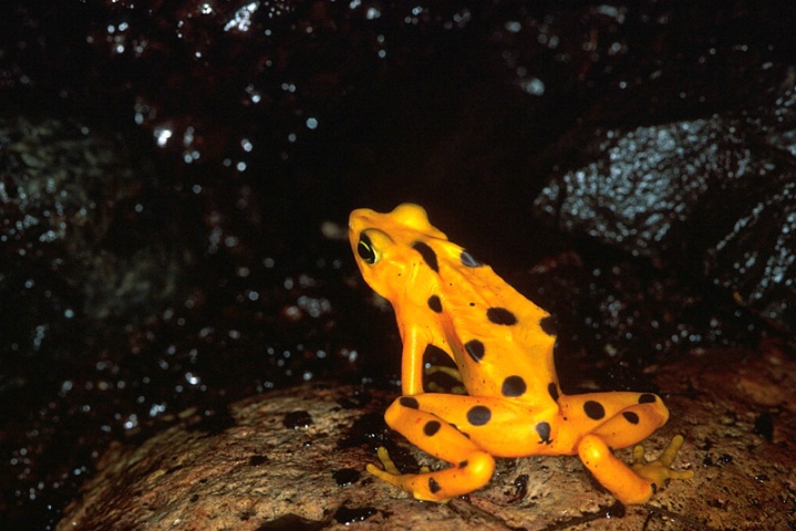 Atelopus Zetekis-Panamá