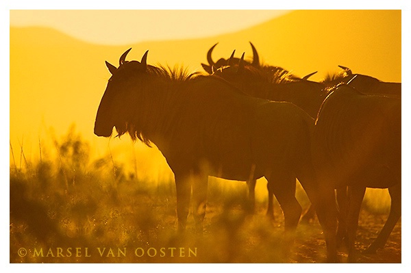 Wildebeest at dawn