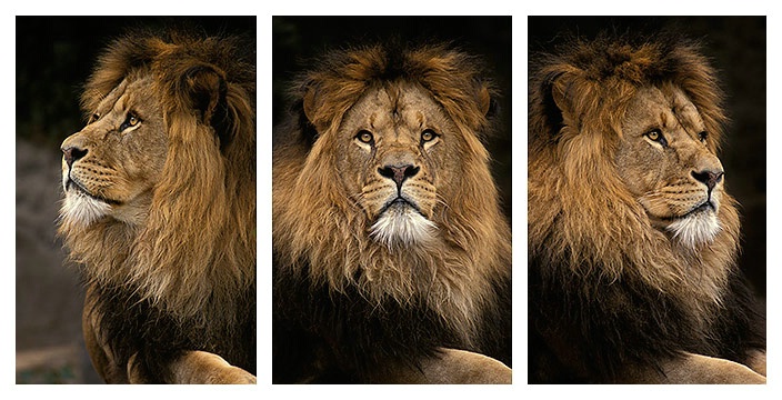 Lion Triptych