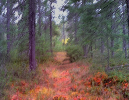 A Walk in the Woods