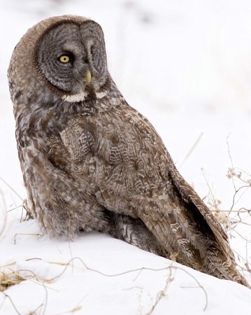 Great gray owl