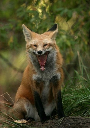 Red Fox