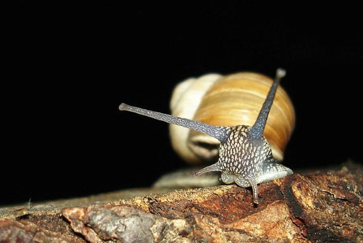 Snail in the dark