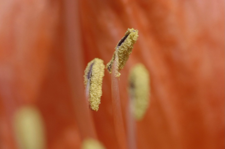 Inside a flower