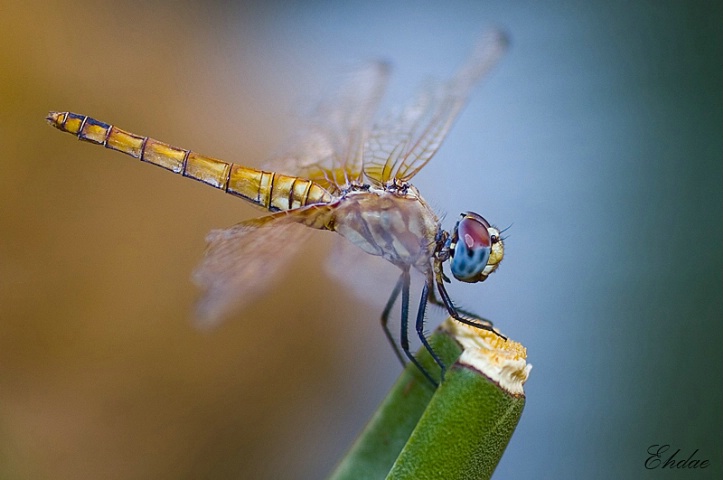 the colors of the dragon fly!
