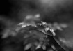 Wild Rose Leaves