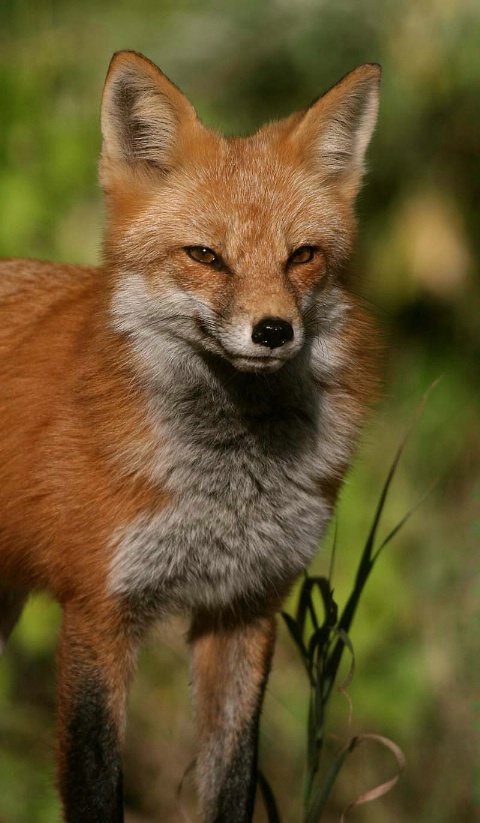 Red Fox