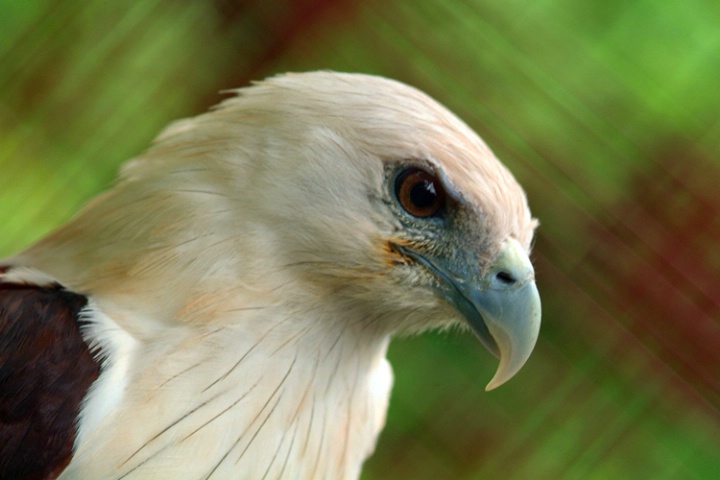 Eagle's portrait