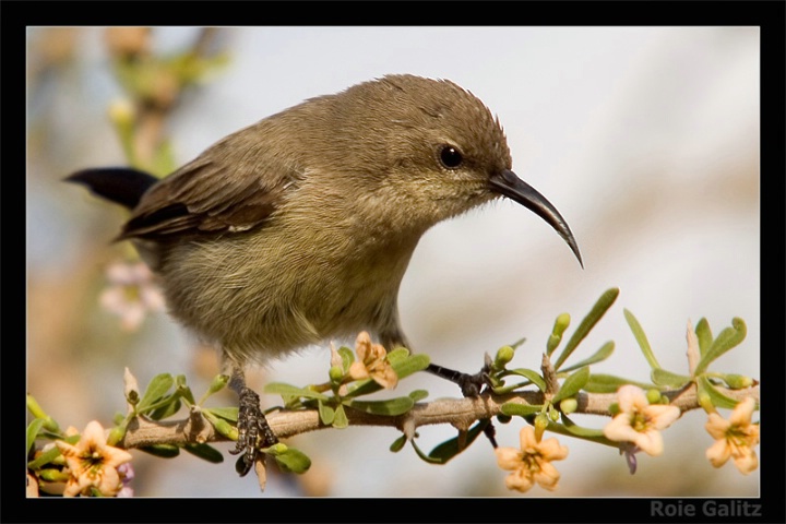 Sunbird