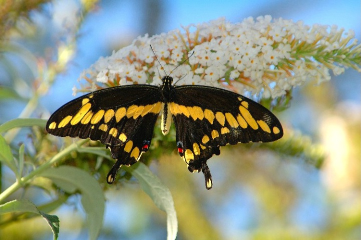 Beauty of the Butterfly