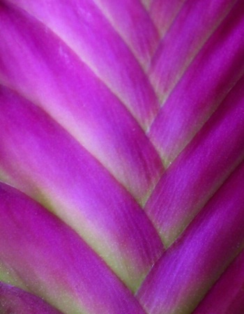Pink Quill