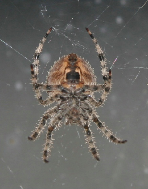Window Spider