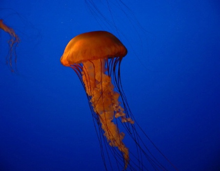 Jelly on Blue