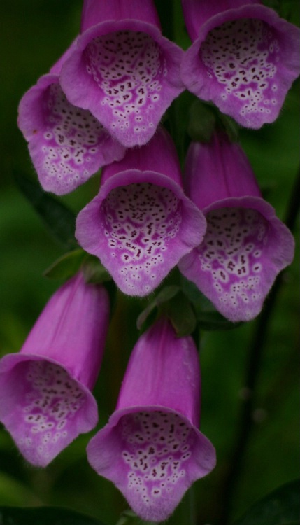 Foxglove