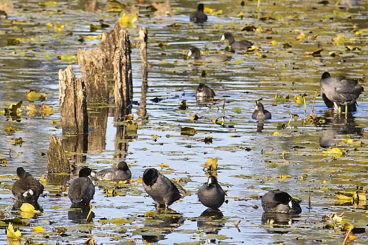 <strong>A Bunch of Old Coots #2</strong>