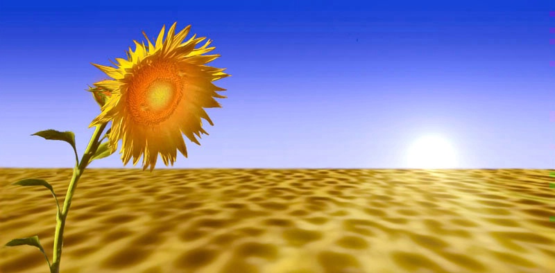 Sunflower and sun