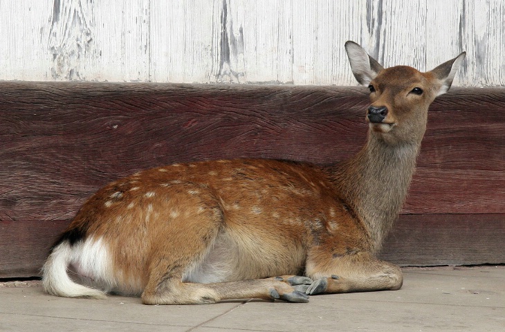 Deer At Nara Park, Japan