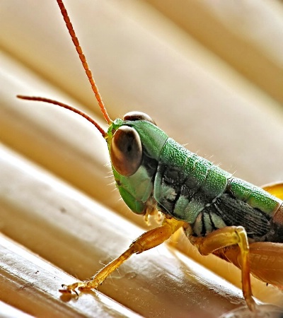 Green Stripes Grasshopper