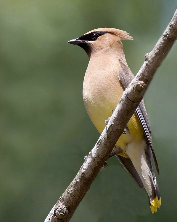 Cedar Waxwing