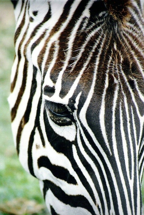 Zebra