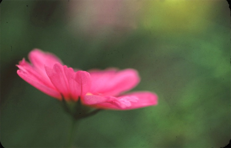 Rosy Petals c